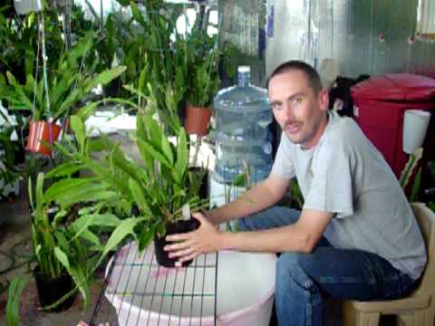 how to transplant philodendron