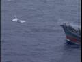 videos de Greenpeace denuncia baleeiros