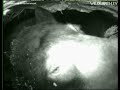 Click here to watch this video Lily's Live Bear Den Webcam Action
