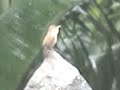Free Nature