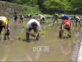 棚田オーナー 田植祭