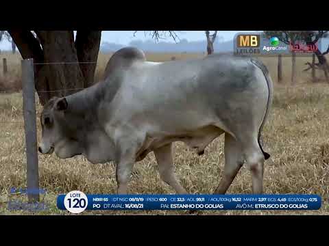 2 DE OLHO NA FAZENDA NELORE BIRIGUI