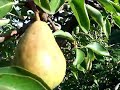Wild Edibles: Fruit Trees Wild Edibles: Fruit Trees