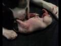 GORDA GIVING BIRTH 