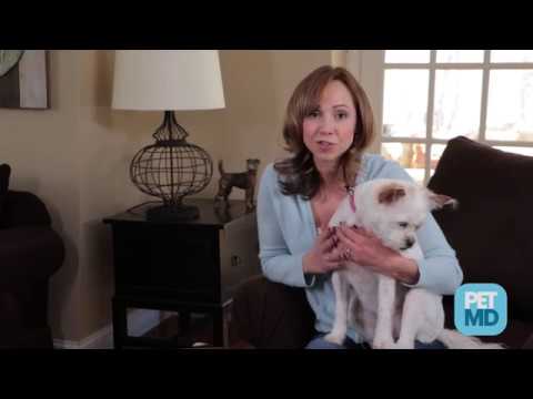 video-linktoworks-How to Remove Ticks on Dogs and Cats Step-by-Step -...
