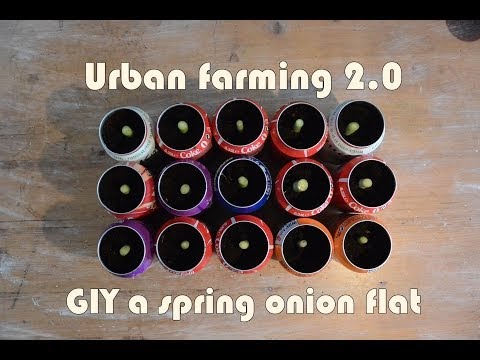 how to replant spring onion