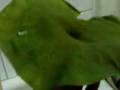 Lotus leaf