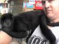 Roatan Monkey's