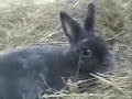 Caplin Rous and Seabiscuit Caplin Rous and Seabiscuit