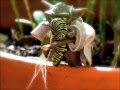 videos de Skywalker
