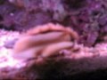 Haliotis Sp.