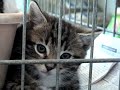 More rescue kittens