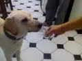 a mi perro le gusta de todo ???