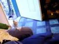 videos de Tyler has 100000 cats o.o
