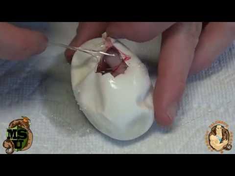 YouTube reptile video