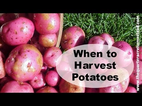 how to tell if potatoes are ready to harvest