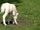 Schattig