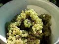 Berba vinograda
