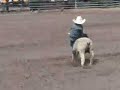 Mutton Bustin at the Paulina Rodeo 2008