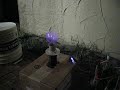 1.5\" mini sgtc + lightbulb