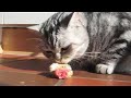 BKH Finya mampft ein K�ken