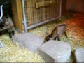 Baby Goats Baby Goats