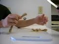 Cutco Vs. Your Knives