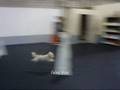 Jasmine flyball box transition - November 22nd 2008