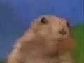 Drama Prairie Dog - Mrs. Prairie Dog Drama Prairie Dog - Mrs. Prairie Dog