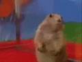 Drama-Prairie-Dog-Mr