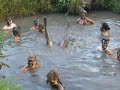 Mud Pool, Fiji Mud Pool, Fiji