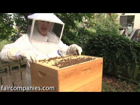 The magic of urban beekeeping: a backyard San Francisco hive
