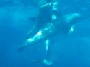 Delfines