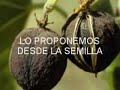 Biocombustibles de semilla