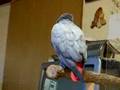 ワンコやインコの名前を呼ぶヨウム