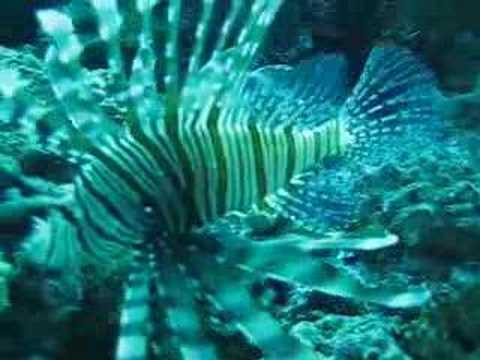 Image de prévisualisation YouTube