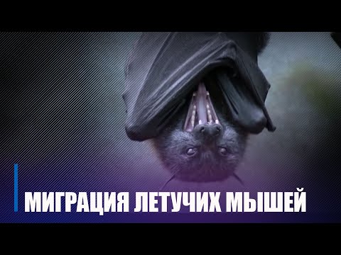 Калоніі кажаноў прыляцелі ў Беларусь на шлюбны сезон з Расіі і Прыбалтыкі видео