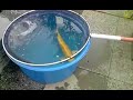 Sick koi +/- 60-70 cm Sick koi +/- 60-70 cm