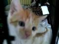 videos de Zebra and the gang 028.AVI