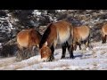 Wild Horses - Return to China - Trailer