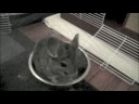 Mr. Chesterfield taking a Dust Bath