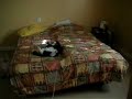 LAZIEST CAT IN THE WORLD LAZIEST CAT IN THE WORLD