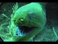 SHARKS!!! - Diving in Honduras with Kevin Booth