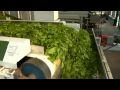 BU in Kenya (EXTRA): From Field to Factory
