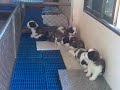 Puppy Litter 