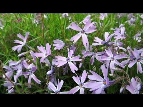 how to plant creeping phlox