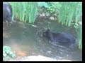 Hello my name is Christopher, and i was sitting around the house when i saw 3 black bears waltzing around my gold-fish pond, in Coquitlam, BC, Canada. Anyways the bears fight each other, but seem friendly. They also maul a water lilly root in the last video. There's no sound. Please rate high :)Part1: http://www.youtube.com/watch?v=Eb8Cj2noWZ8Part2: http://www.youtube.com/watch?v=78MvfY_aI-sPart3: http://www.youtube.com/watch?v=KrWgjnvC-ZU