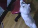 turkish angora playing with green string 1