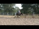 Medium Pony For Sale! $4500 \"Pinto Bean\" is the real deal. 13.2 hd Gelding Medium Pony For Sale! $4500 \"Pinto Bean\" is the real deal. 13.2 hd Gelding