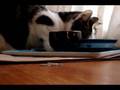 LERN ABOUT CATS THE MOVIE!!!!!!?! - part 2